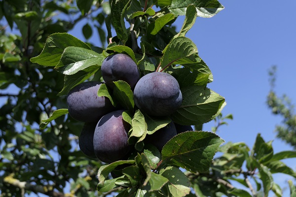 Obsthof Cordes - Fruchtfoto Čačaks Schöne